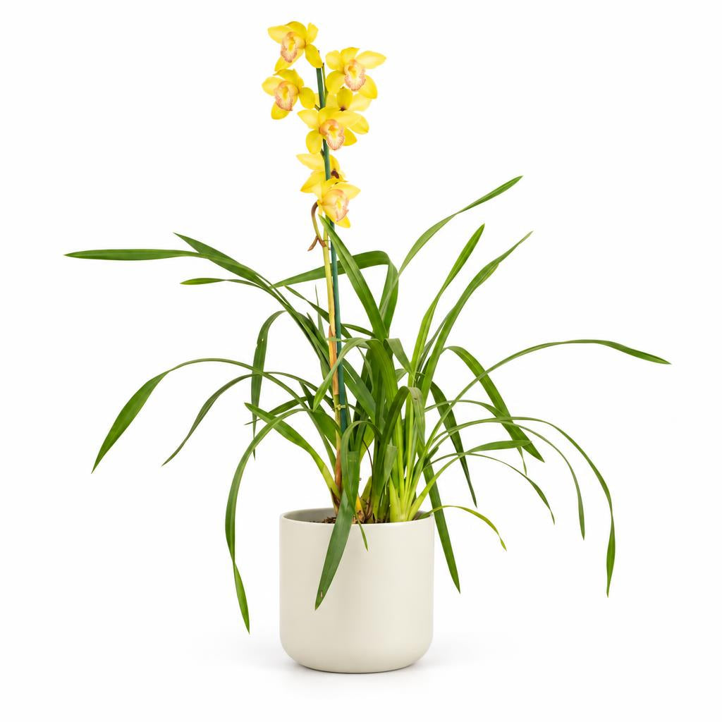 Cymbidium Orchid | Yellow Nell