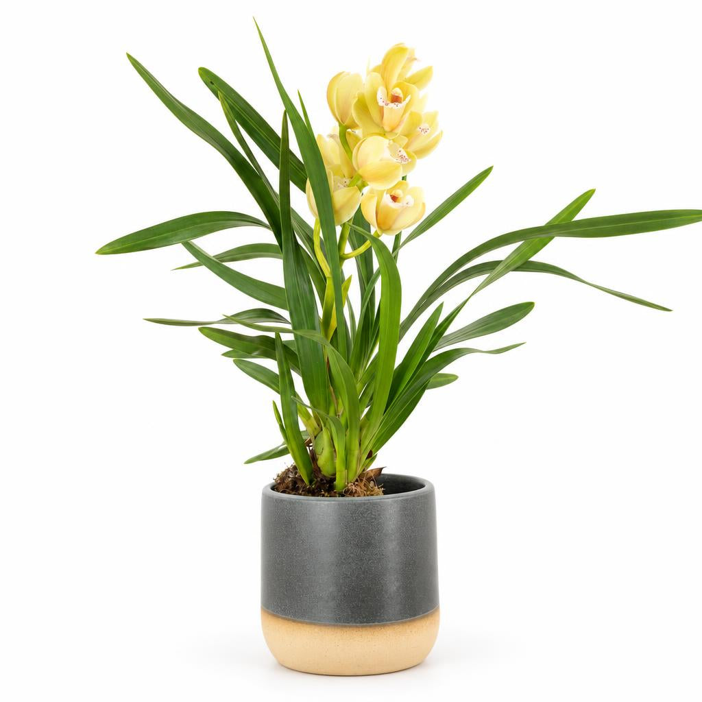 Cymbidium Orchid | Wild Anna