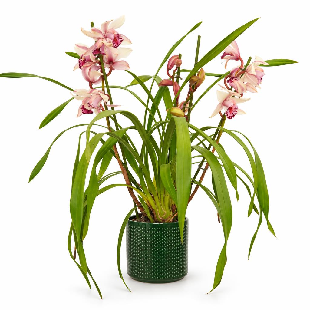 Cymbidium Orchid | Little Steph