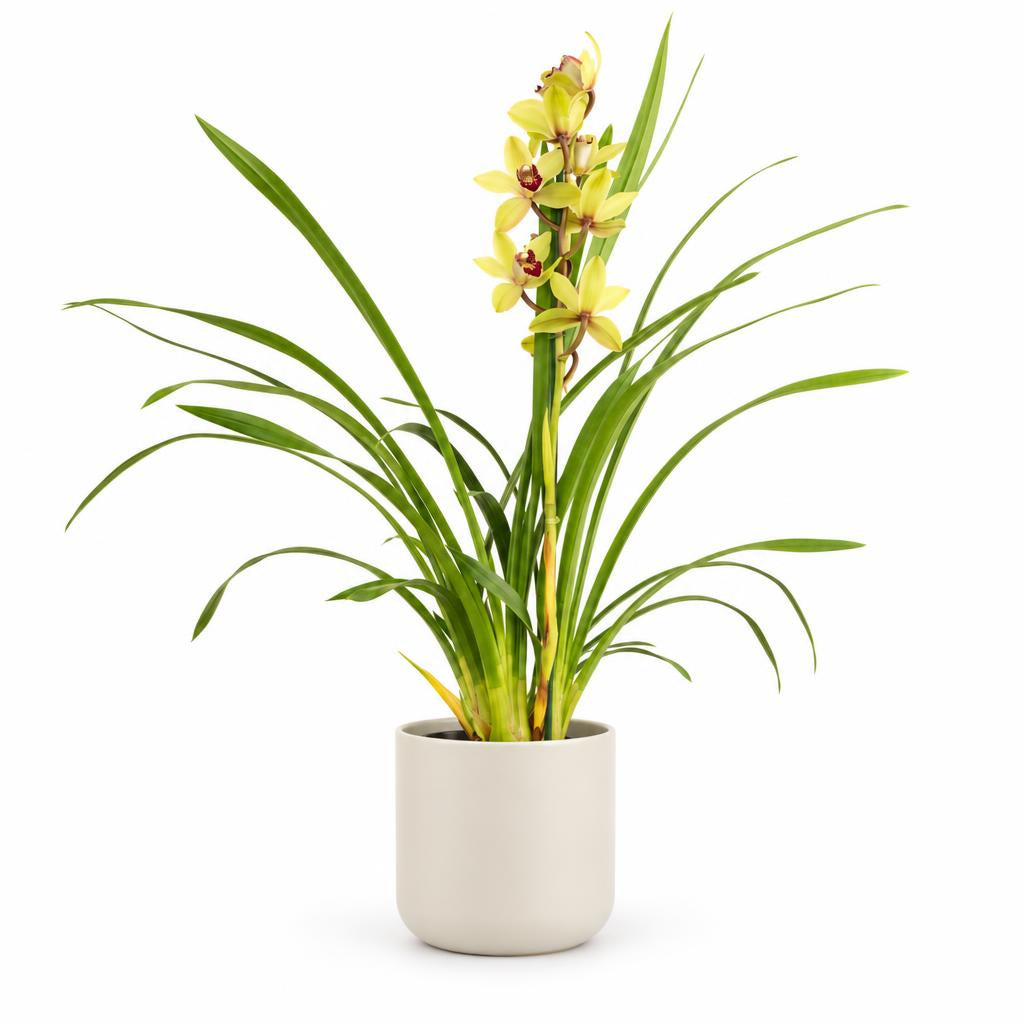 Cymbidium Orchid | Charlotte