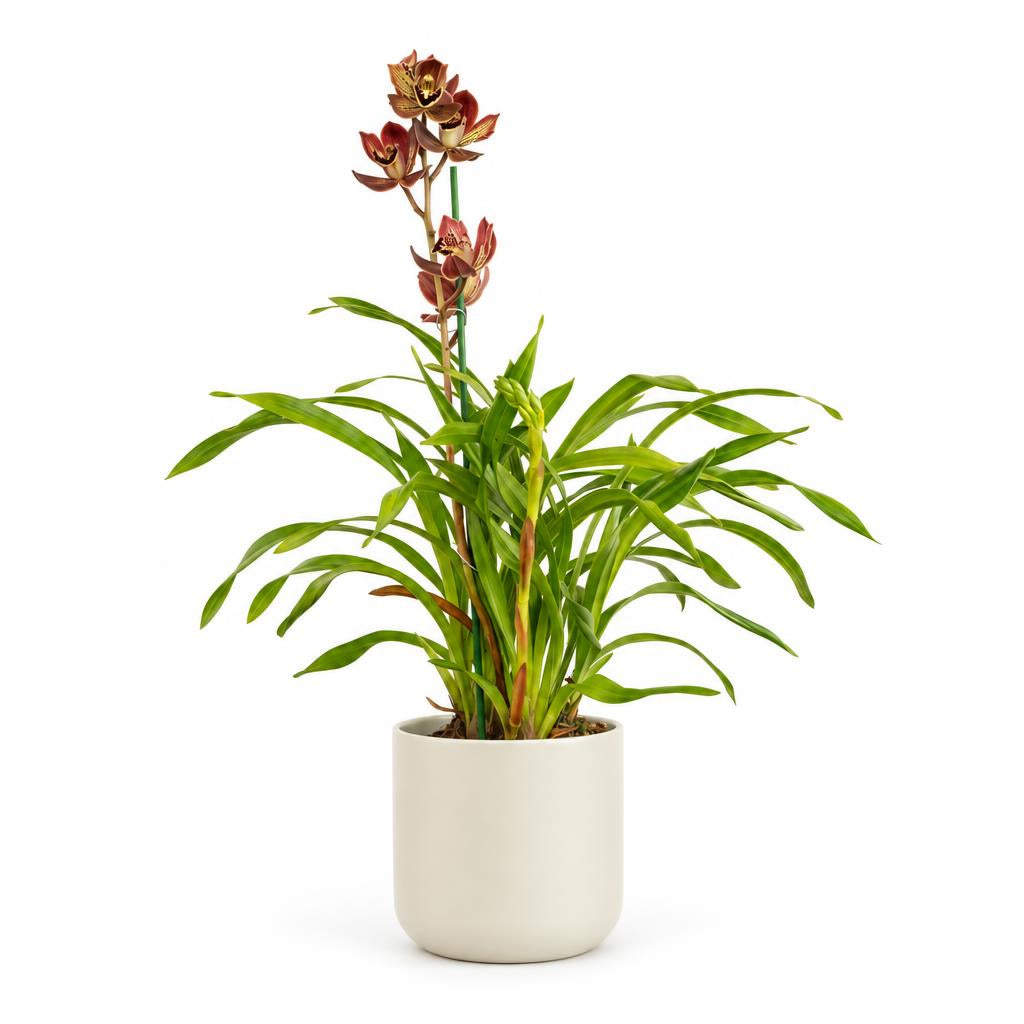 Cymbidium Orchid | Monty