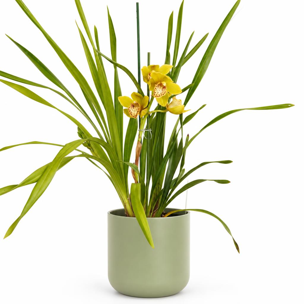 Cymbidium 'Frankie' Boat Orchid