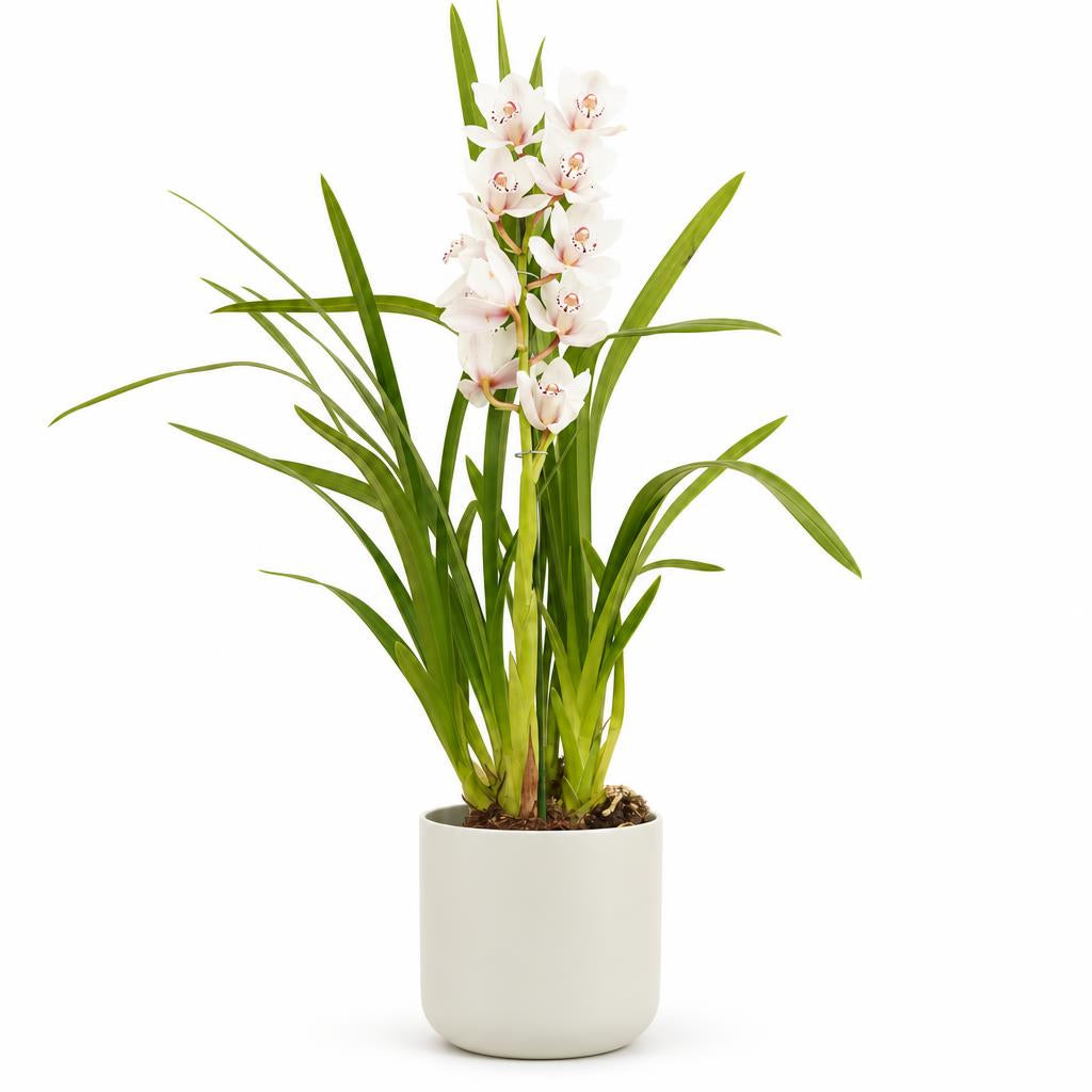Cymbidium 'Ivory' Boat Orchid
