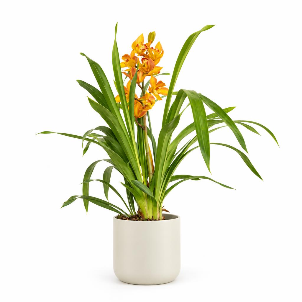 Cymbidium 'Isla' Boat Orchid