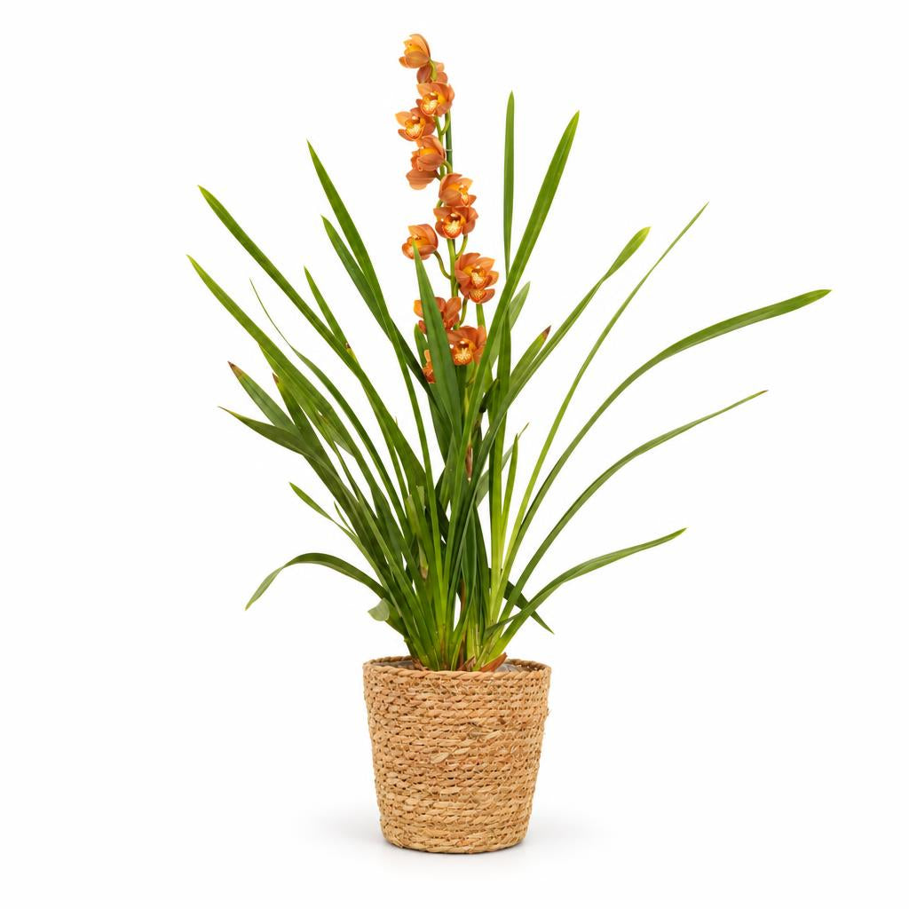 Cymbidium Orchid | Gemma