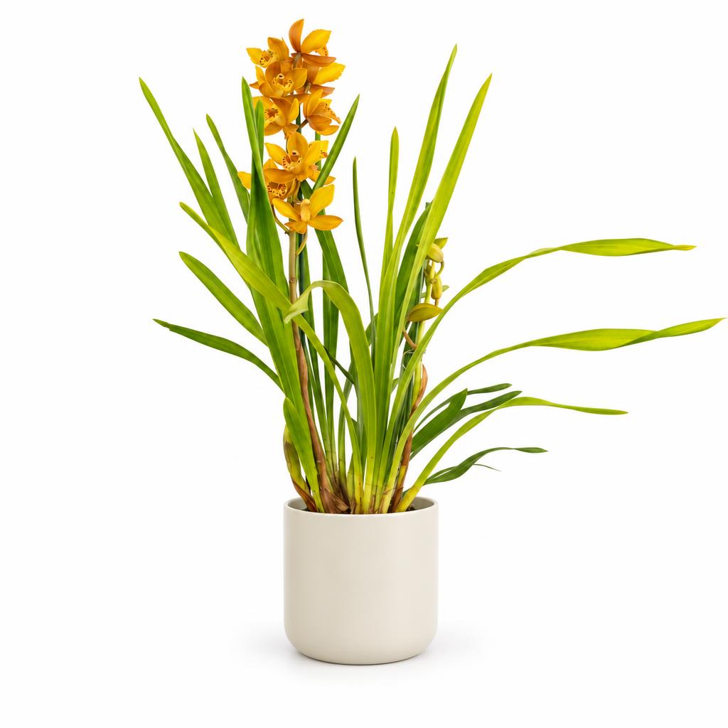 Cymbidium Orchid | Tiger