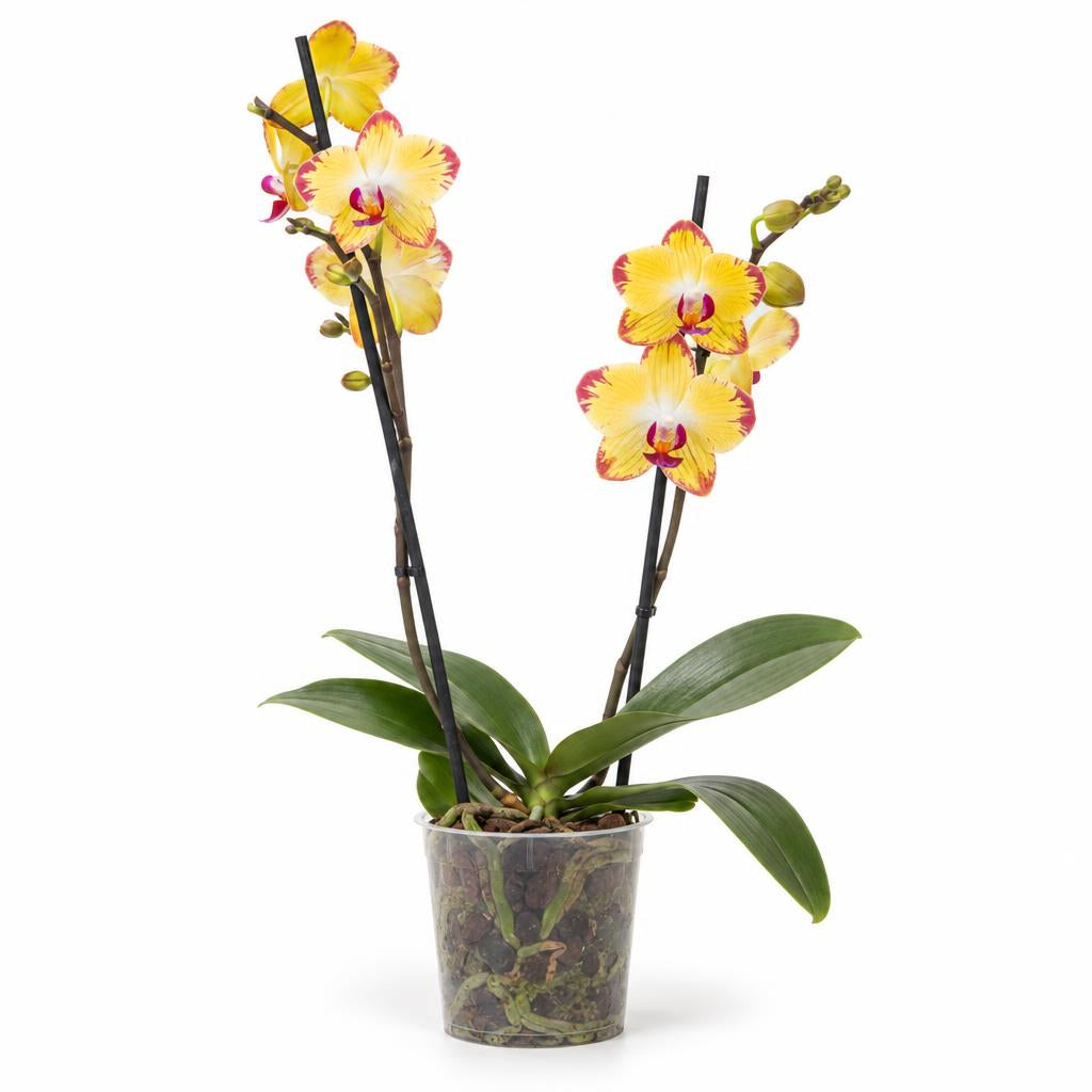 Phalaenopsis Orchid | Papagayo