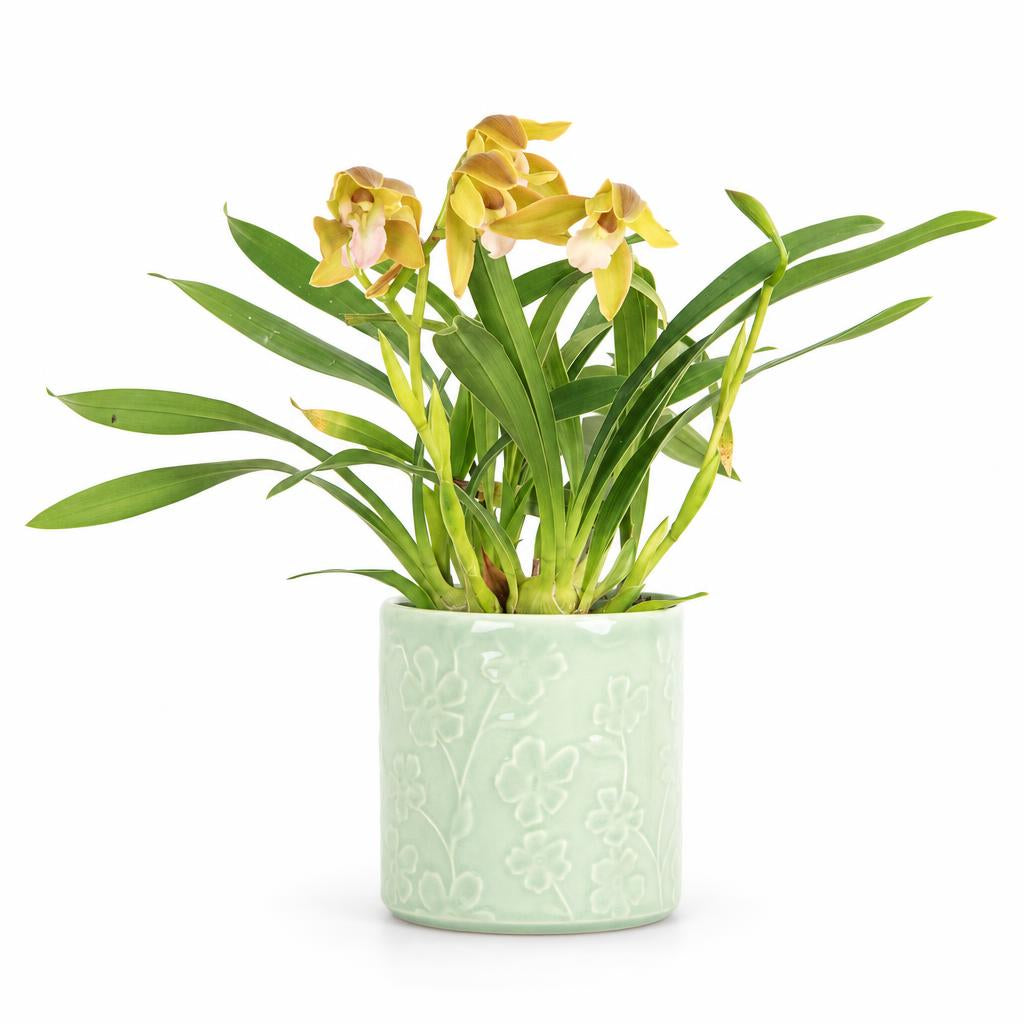 Cymbidium Orchid | Mint Magic
