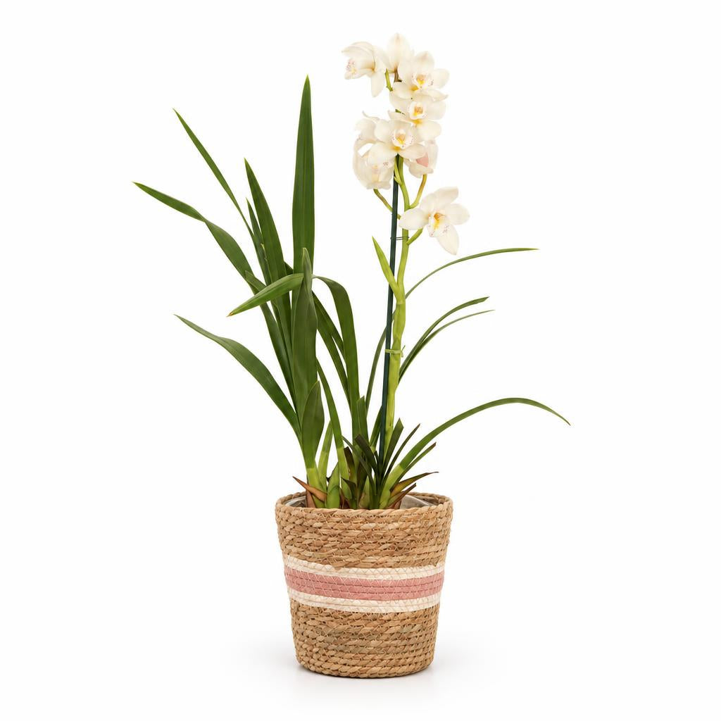 Cymbidium 'Alice' orchid
