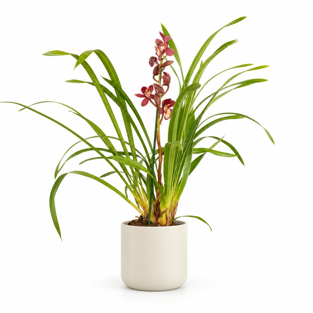 Cymbidium 'Gilly', also known as Boat Orchid