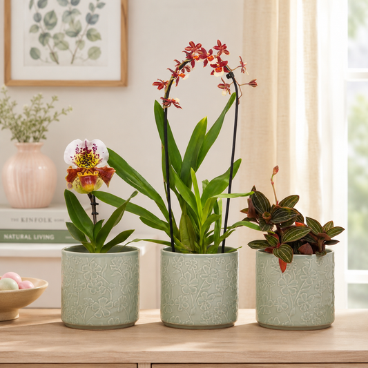 Specialist Orchid Varieties, limited availability orchids. Fast UK Delivery.