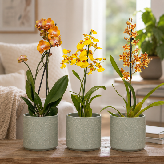 Orchid Mystery Box | Sunset Edition | Orchid Gift Set
