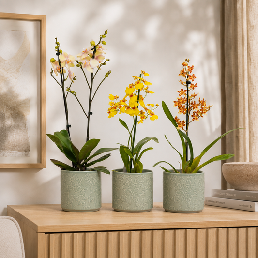 Bright Cambria Orchid plant gift set, delivered UK