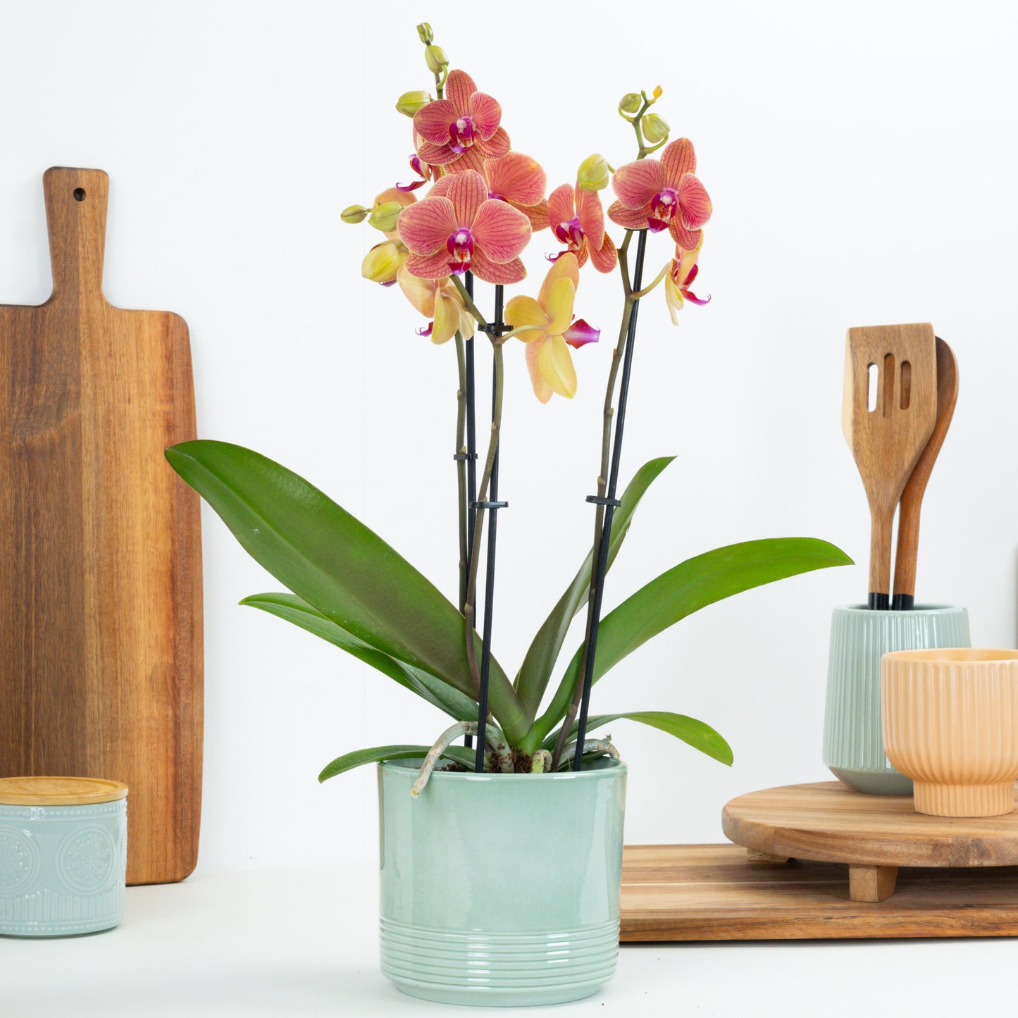 Phalaenopsis Orchid | Peachy Nova