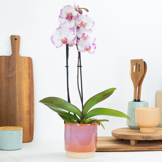 Phalaenopsis Orchid | Pink Flash