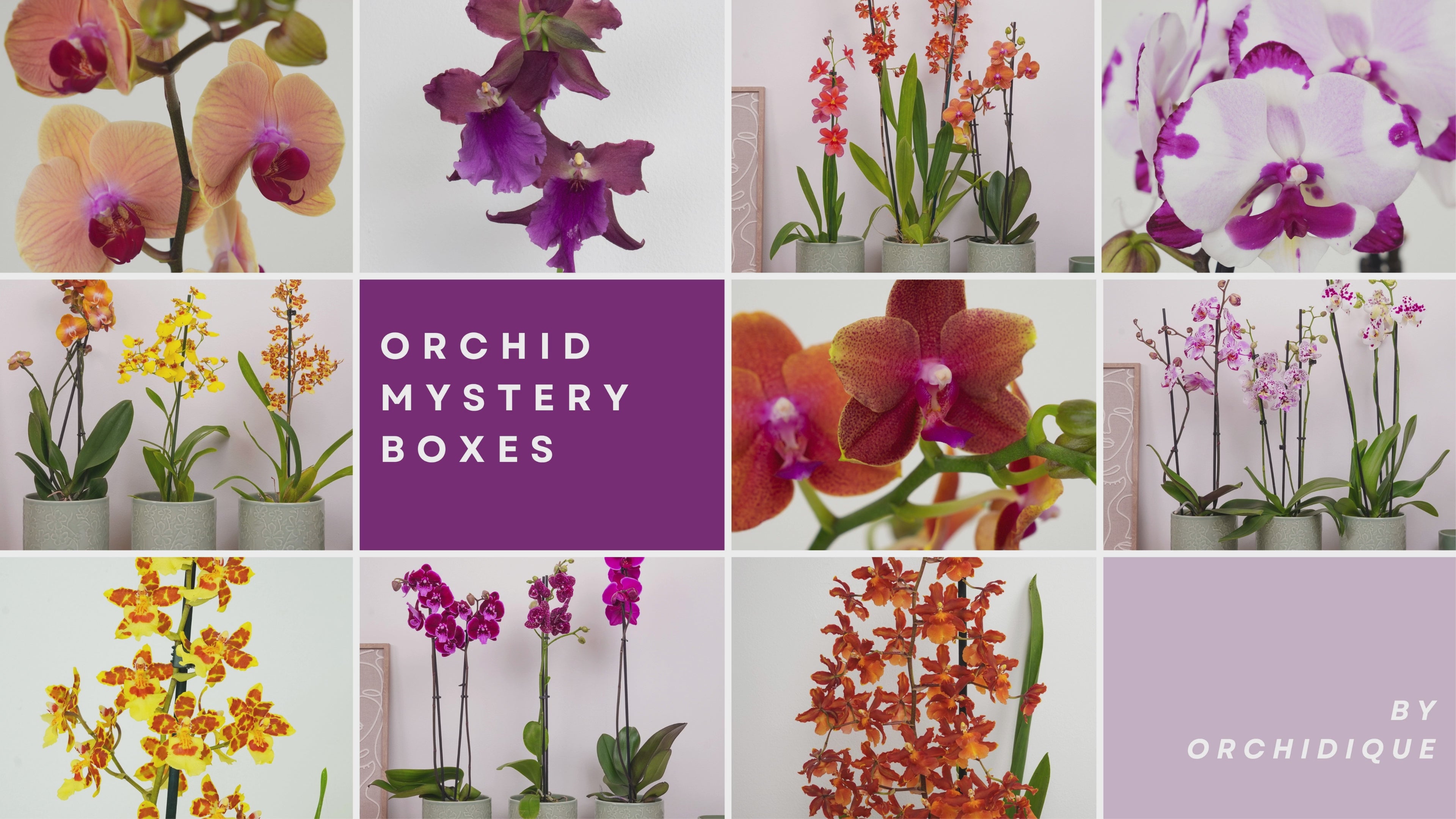 Load video: ORCHID PLANTS DELIVERED UK