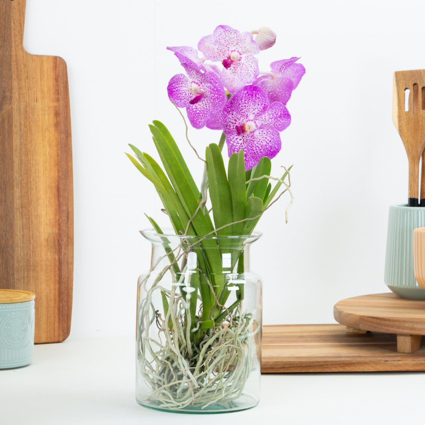 Vanda Orchid | Spotty Pink