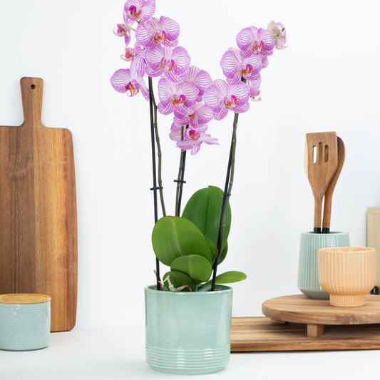Phalaenopsis Orchid | Sugar Spoon