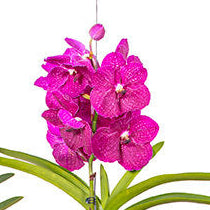 Vanda Orchid | Maroon