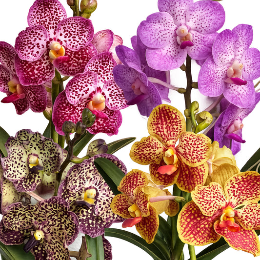 Flowering Colourful Vanda Orchids for sale online. Orchid Gift Delivered UK.